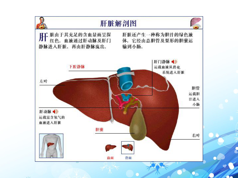 肝衰竭的护理-ppt课件.ppt_第2页