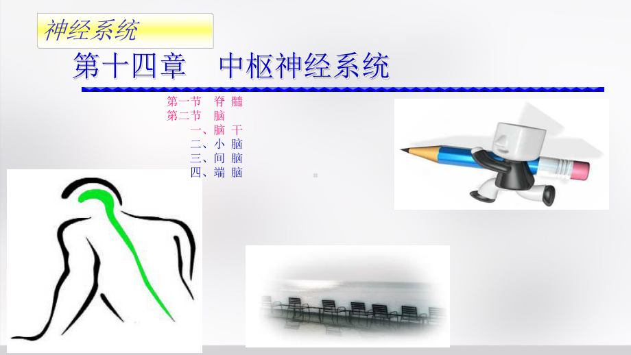 解剖学-神经系统-脊髓、脑干(临床专业)课件.ppt_第1页