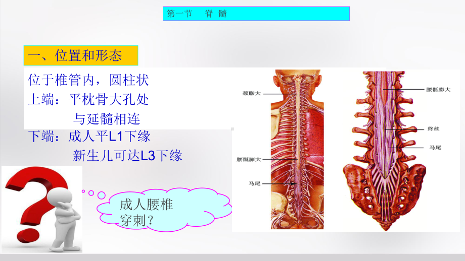 解剖学-神经系统-脊髓、脑干(临床专业)课件.ppt_第3页