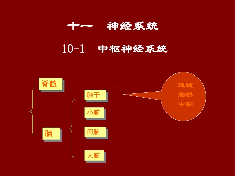 动物解剖学之十一-神经系统课件.ppt_第2页