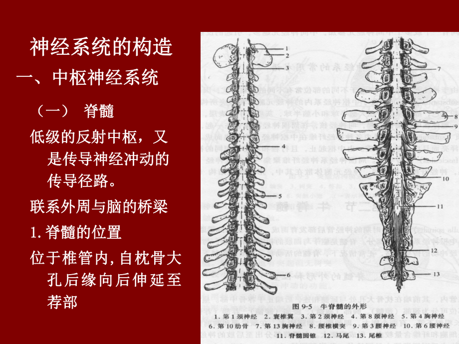 动物解剖学之十一-神经系统课件.ppt_第3页