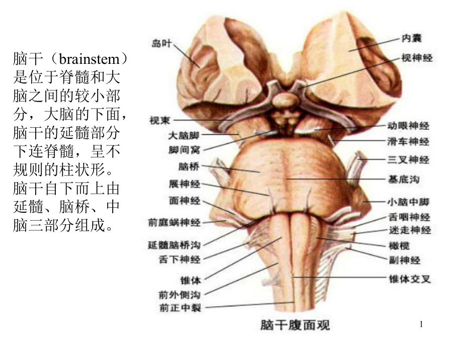 脑干综合征PPT课件.ppt_第1页