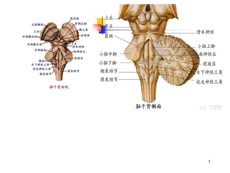 脑干综合征PPT课件.ppt_第3页