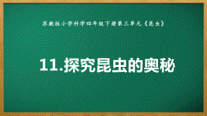 2022苏教版四年级下册科学3.11《探究昆虫的奥秘》ppt课件.pptx