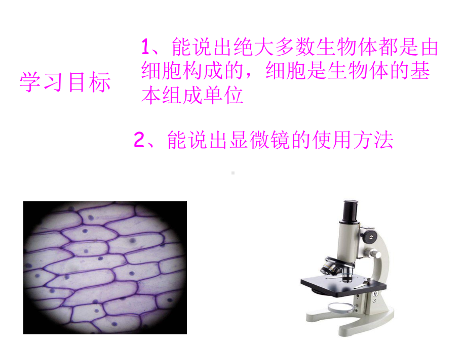 2022冀人版五年级下册科学12.观察细胞ppt课件.pptx_第2页