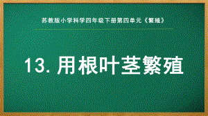 2022苏教版四年级下册科学4.13《用根、茎、叶繁殖》 ppt课件.pptx