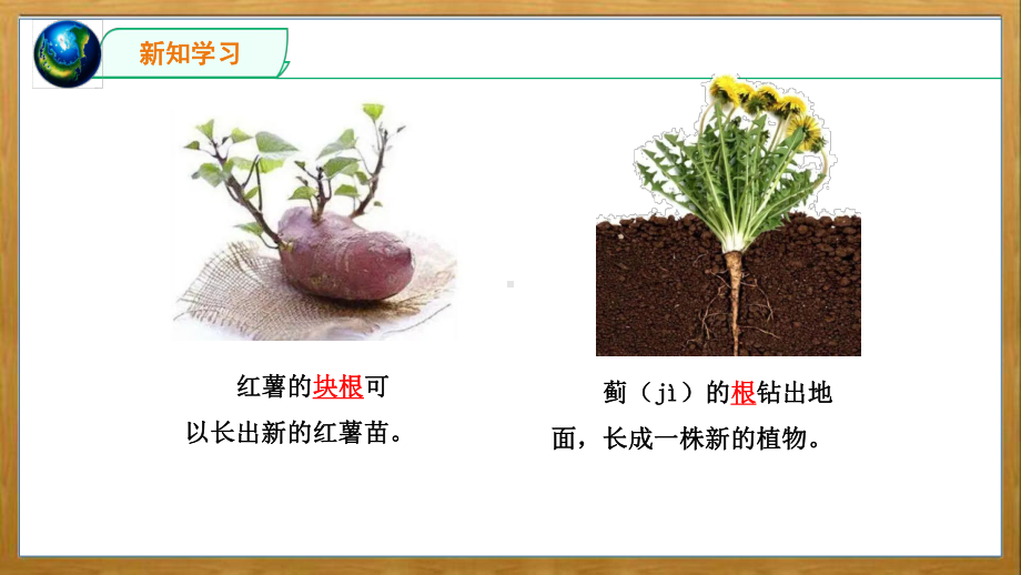 2022苏教版四年级下册科学4.13《用根、茎、叶繁殖》 ppt课件.pptx_第3页