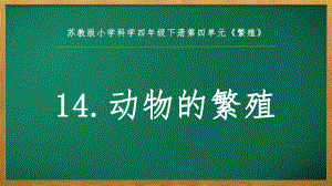 2022苏教版四年级下册科学4.14《动物的繁殖》ppt课件.pptx