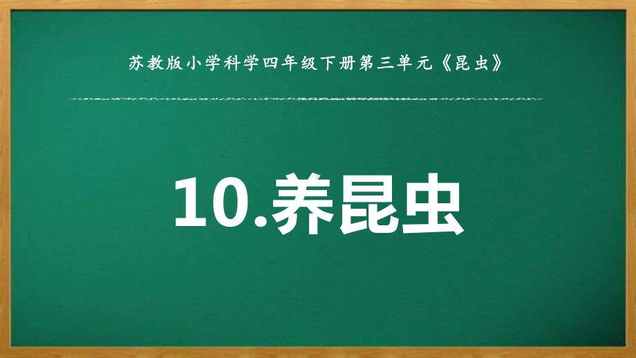 2022苏教版四年级下册科学3.10《养昆虫》ppt课件.pptx_第1页