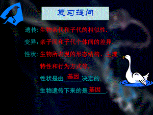 第二节-基因在亲子代间的传递-ppt课件.ppt