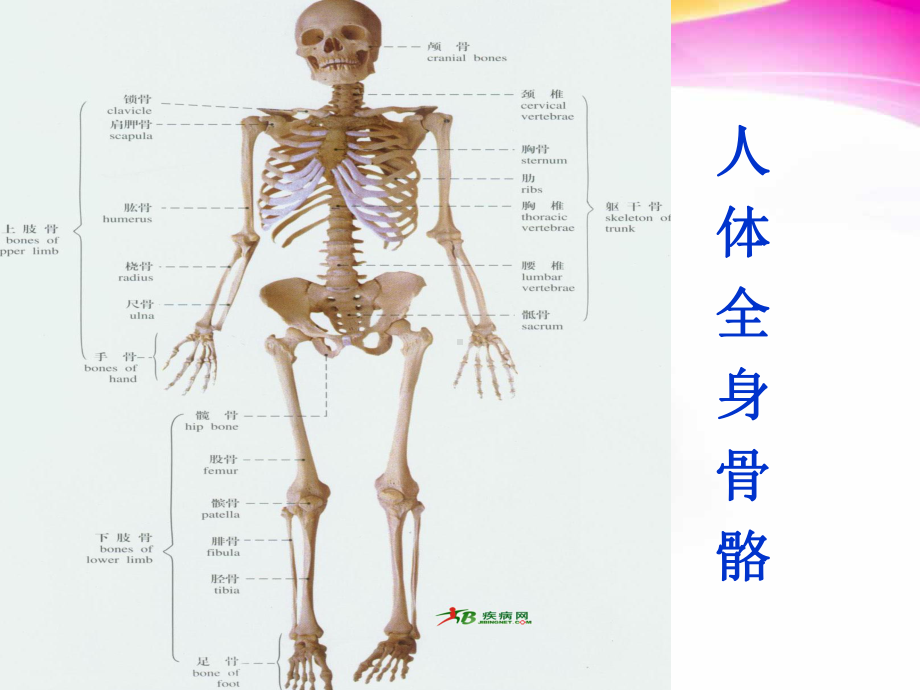 解剖学基础绪论课件.ppt_第3页