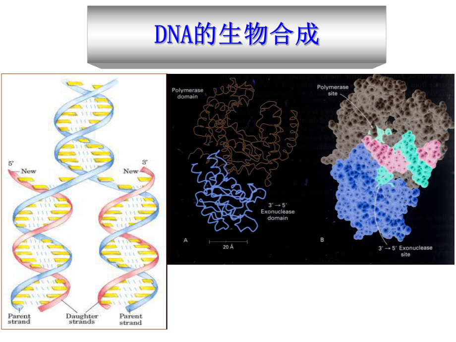 DNA的生物合成PPT课件.ppt_第1页