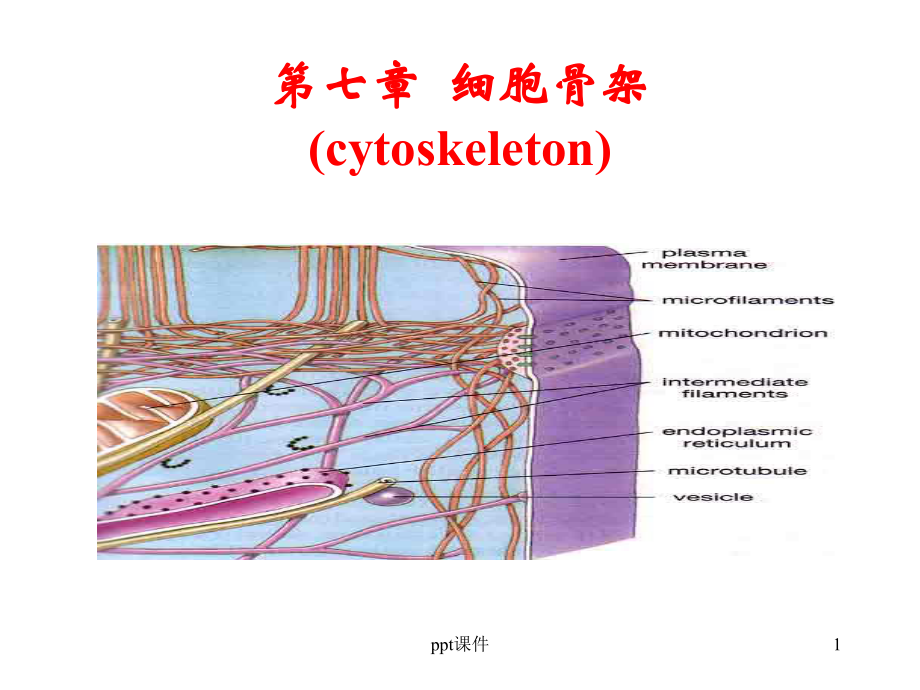 细胞骨架-ppt课件.ppt_第1页