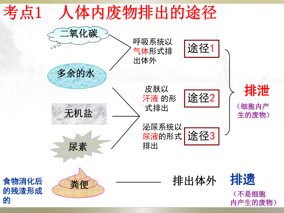 人体代谢废物的排出复习课件.ppt.ppt_第2页