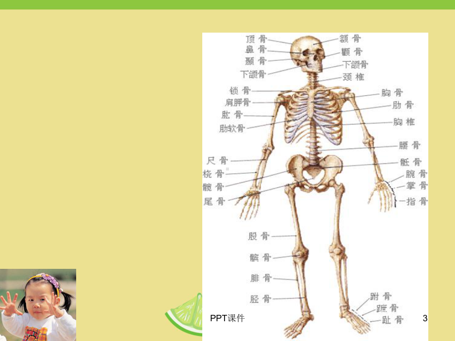 学前儿童卫生保健-ppt课件.ppt_第3页