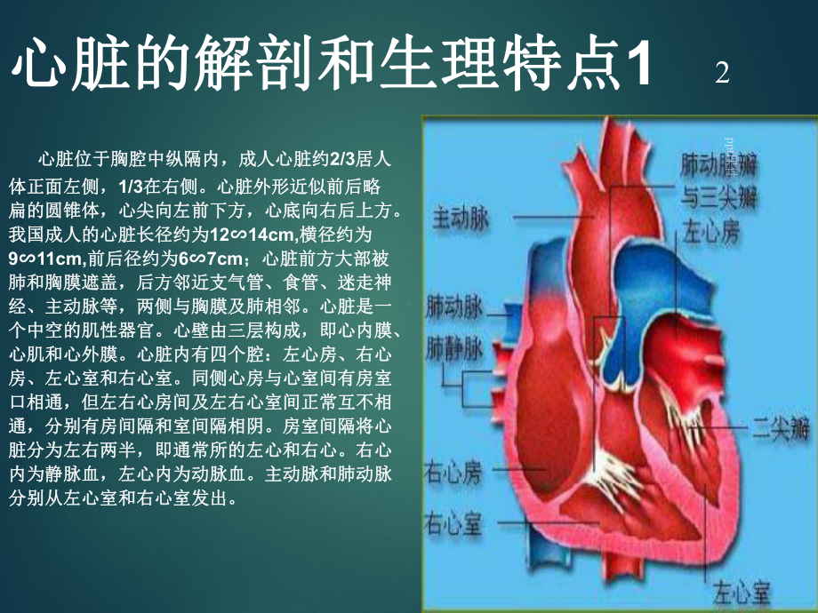 超声心动图入门基础-ppt课件.ppt_第2页