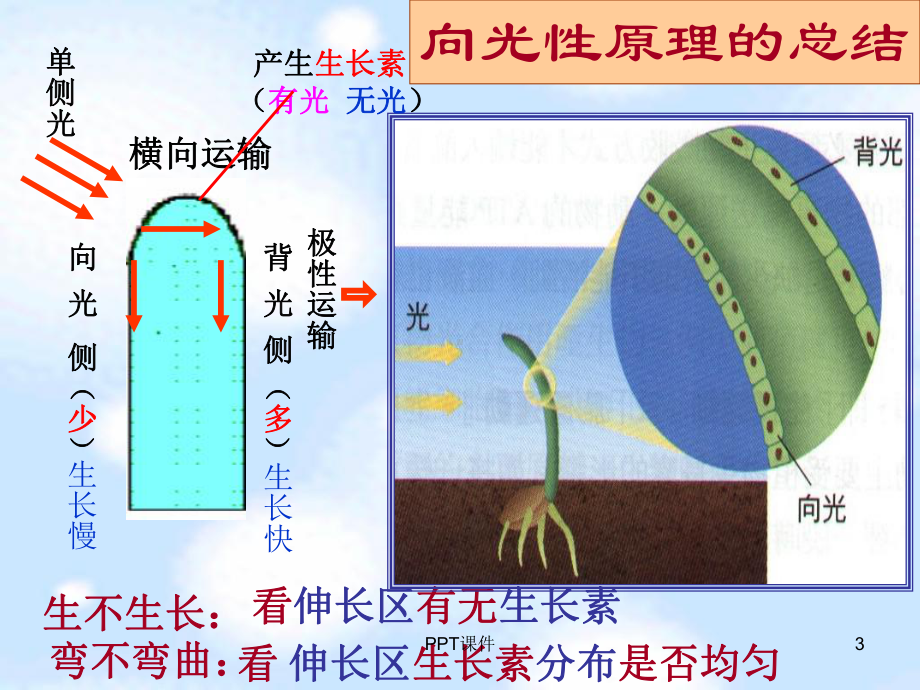 生长素的合成运输分布及生理作用-ppt课件.ppt_第3页