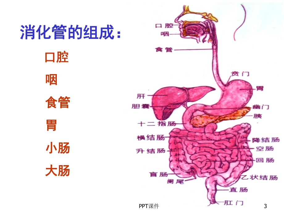 组织学与胚胎学-消化管-ppt课件.ppt_第3页