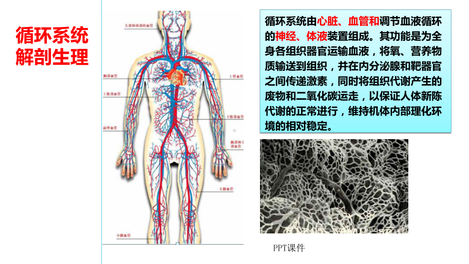 循环系统解剖生理-ppt课件.ppt_第1页