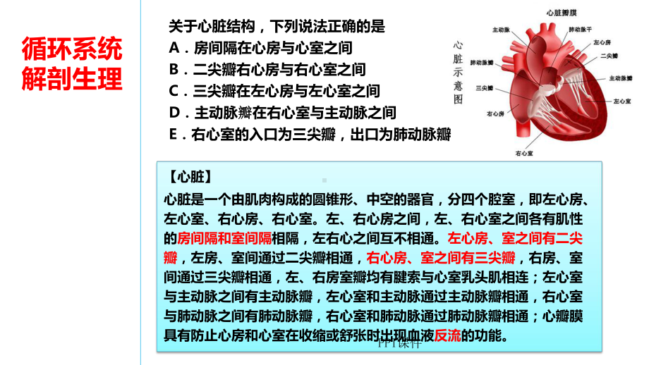 循环系统解剖生理-ppt课件.ppt_第2页