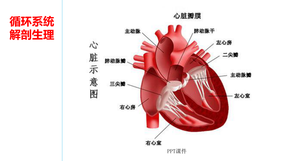 循环系统解剖生理-ppt课件.ppt_第3页