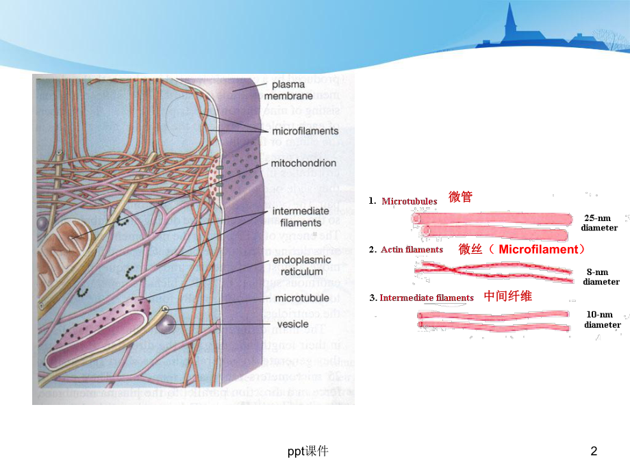 细胞骨架与细胞的运动-ppt课件.ppt_第2页