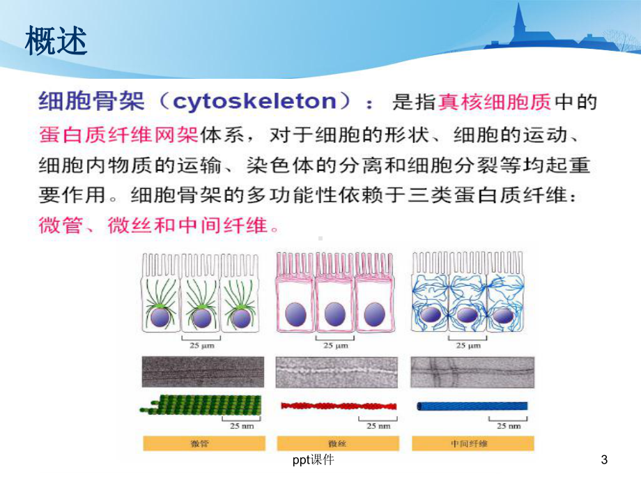 细胞骨架与细胞的运动-ppt课件.ppt_第3页