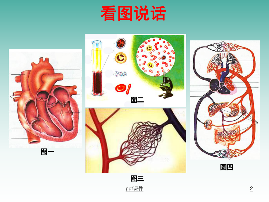 人体内物质的运输(总复习)-ppt课件.ppt_第2页