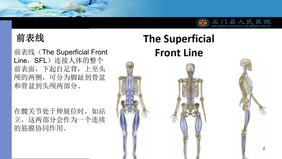 人体12条筋膜解析及具体手法操作PPT课件.ppt_第2页