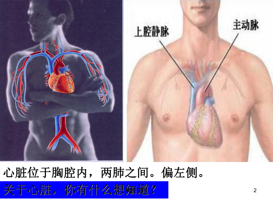 心脏和血液循环-ppt课件.ppt_第2页