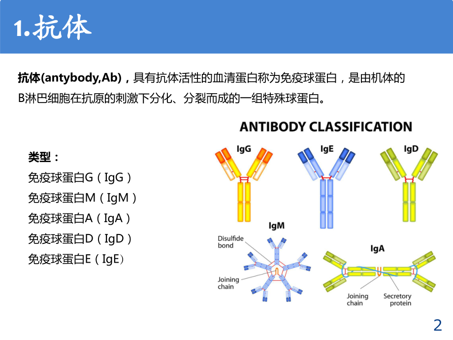 抗体类型与特点-基础知识-ppt课件.ppt_第2页