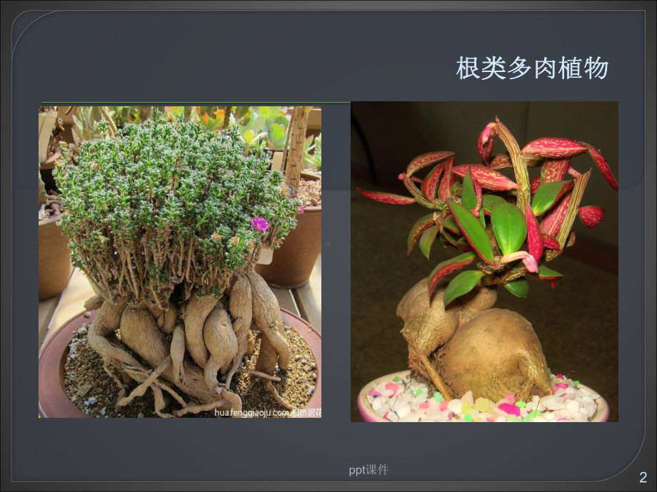 多肉植物(幼儿园)-ppt课件.ppt_第2页