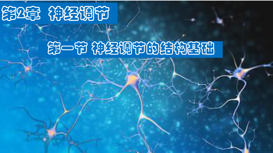 人教版高中生物《神经调节的结构基础》教学课件1.pptx_第1页