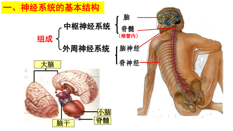 人教版高中生物《神经调节的结构基础》教学课件1.pptx_第3页