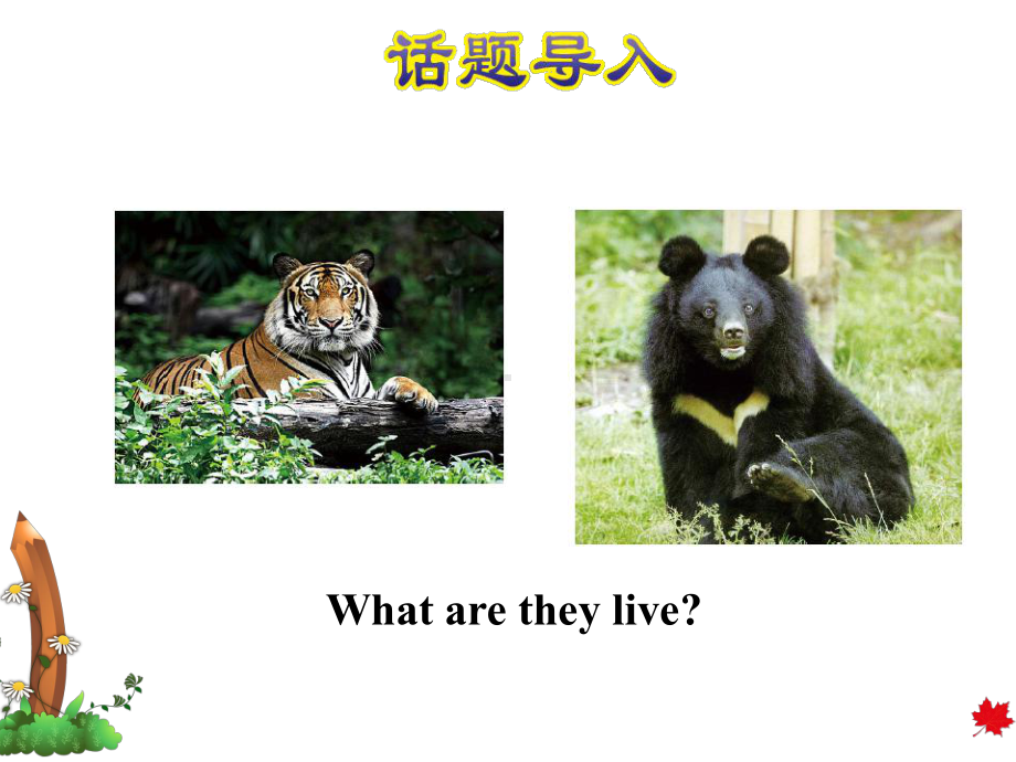 冀教版小学英语三3年级下册-Unit-2Lesson8-Tigers-and-Bears授课课件.ppt-(课件无音视频)_第2页