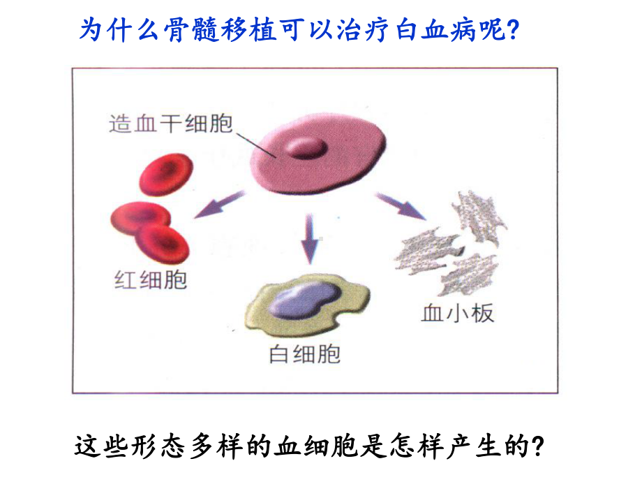 人教版高中生物必修一62-《细胞的分化》-课件-(共28张).pptx_第3页