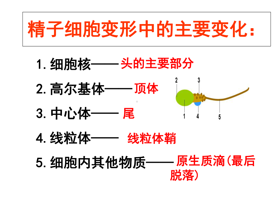 人教版高中生物选修三31《体内受精和早期胚胎发育》课件.ppt_第2页