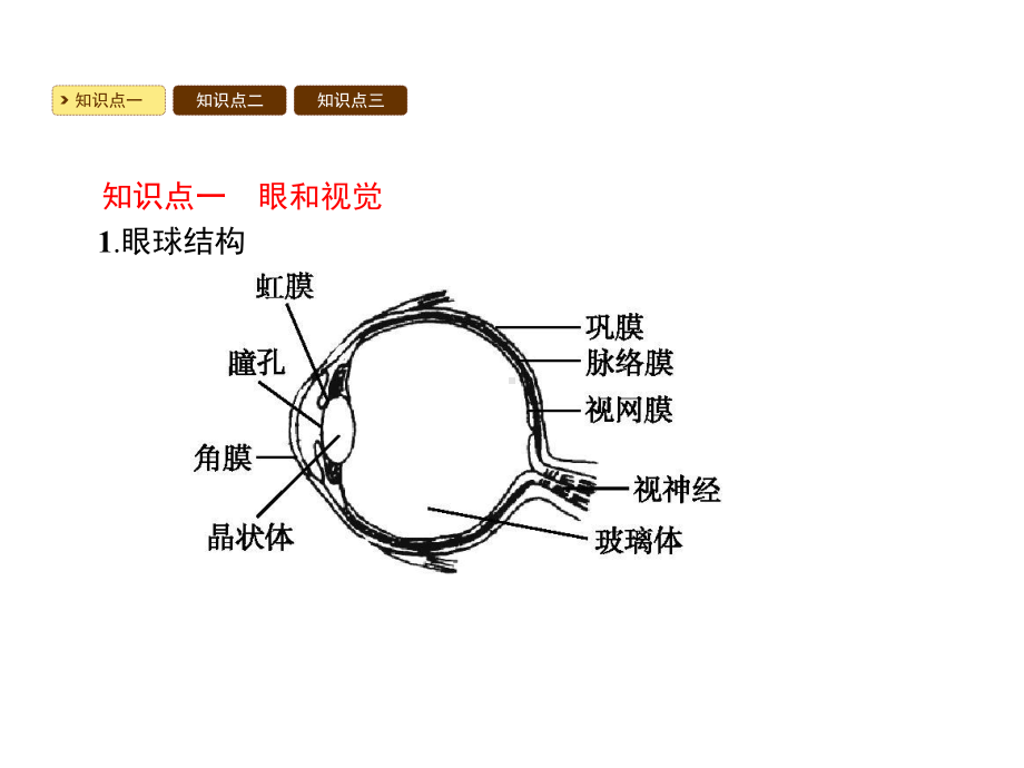 人教版七年级生物下册教学课件第六章人体生命活动的调节.pptx_第2页