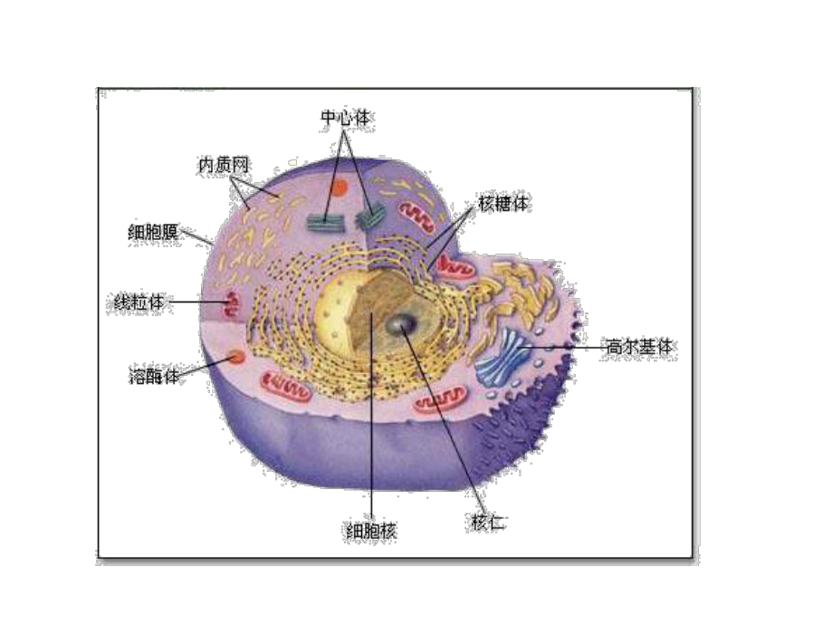 人教版生物必修一33细胞核课件.pptx_第2页