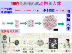 人教版七年级生物上册222-动物体的结构层次-课件-(共28张).ppt