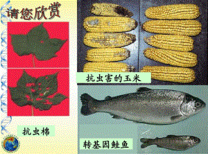 人教版高中生物选修三专题一第一节DNA重组技术的基本工具(共30张)课件.pptx