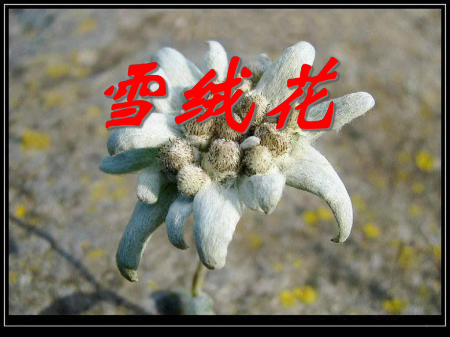 人音版音乐初中七年级上学期(初一上册)《雪绒花》课件.ppt（纯ppt,无音视频）_第1页