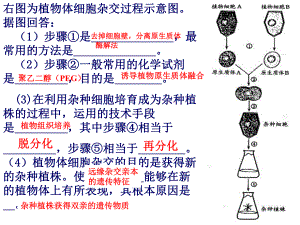 人教版教学课件菊花的组织培养课件.pptx