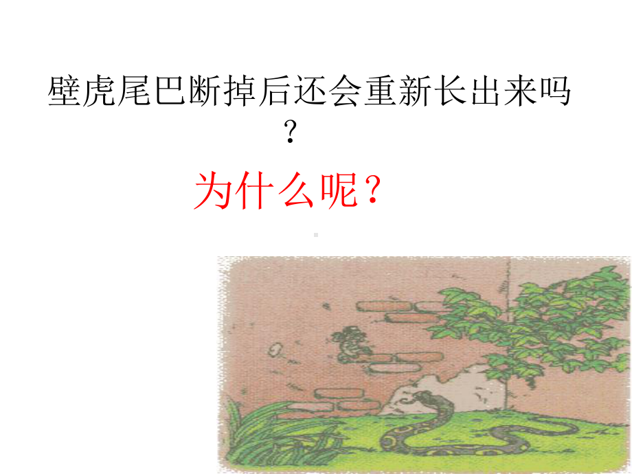 人教版初中生物七上《细胞通过分裂产生新细胞》课件.pptx_第3页