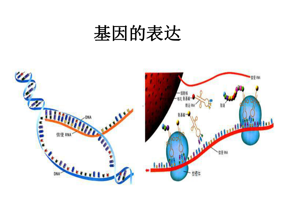 人教版生物必修二第四章基因的表达-复习课件-(共36张).ppt_第1页