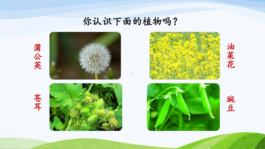 2023上部编版语文二年级上册《3植物妈妈有办法第一课时》.pptx_第1页