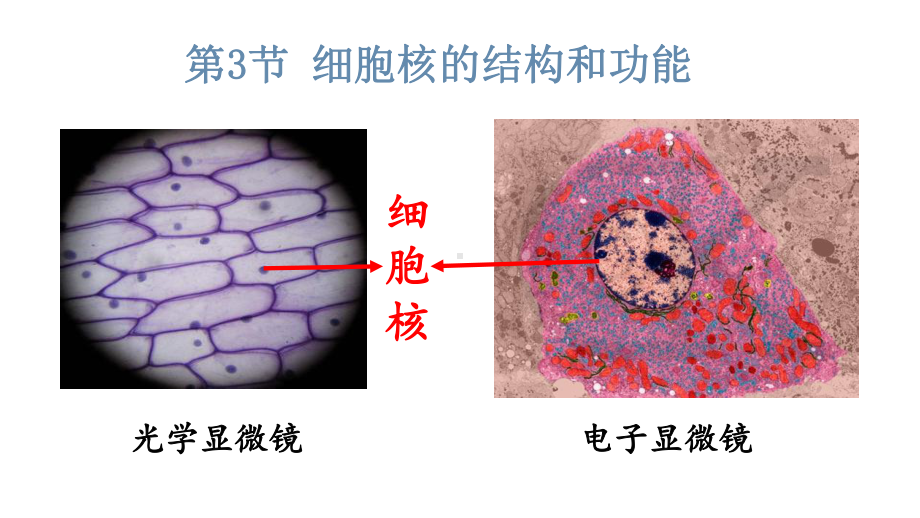 人教版新教材《细胞核的结构和功能》课件1.pptx_第3页