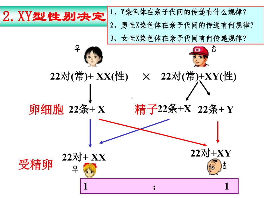 伴性遗传一轮复习课件.pptx_第3页