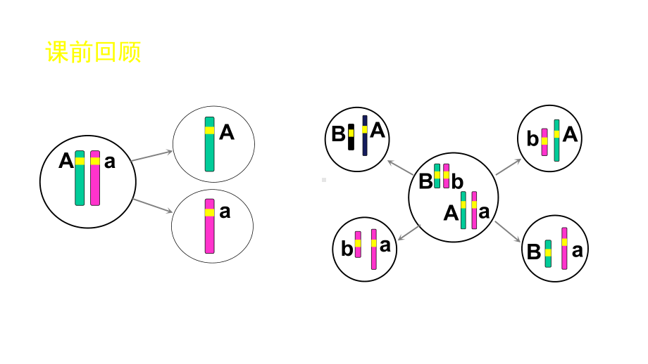 人教版新教材《伴性遗传》2课件.ppt_第2页