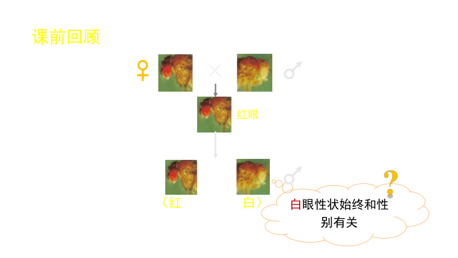 人教版新教材《伴性遗传》2课件.ppt_第3页